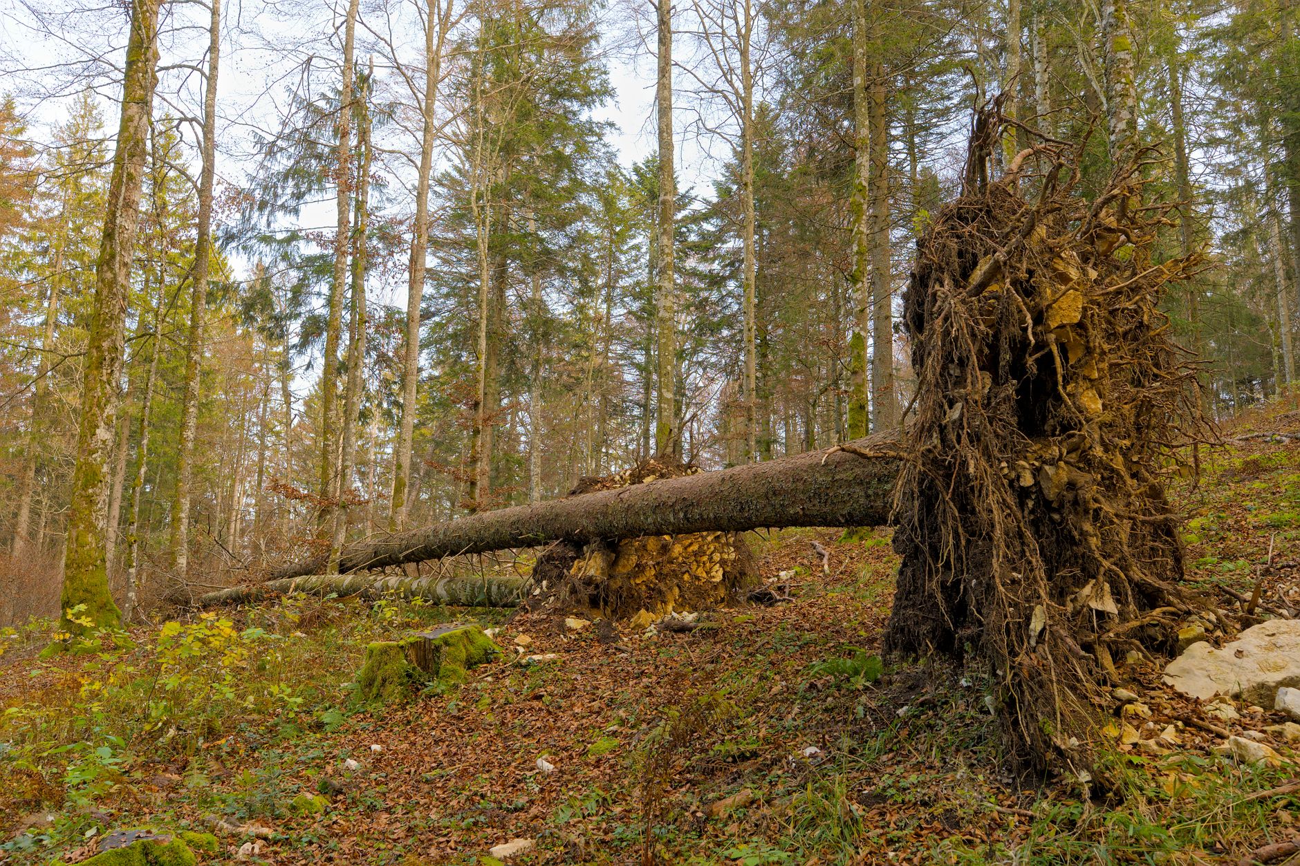 Enlèvement arbre urgence équipe à Saint-Louis